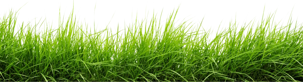 Lawn Maintenance