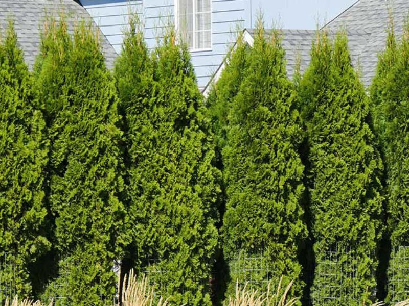 American Arborvitae