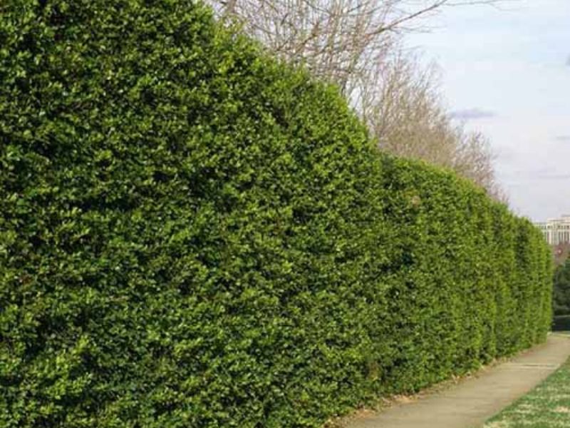 American Holly