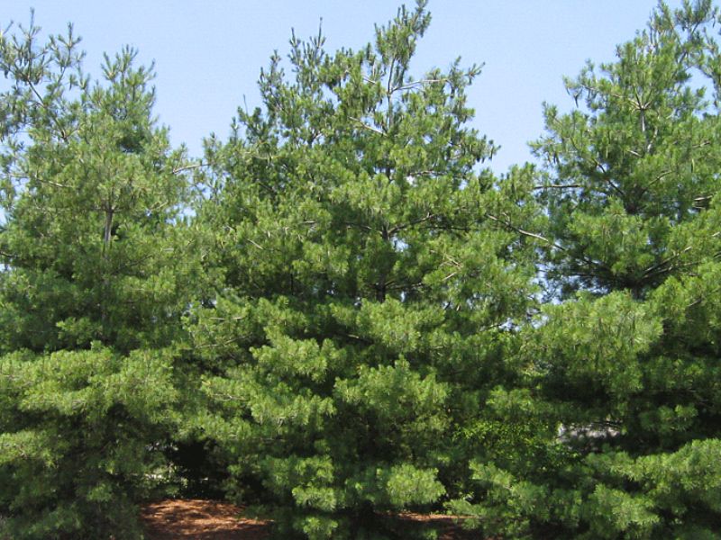 Eastern White Pine