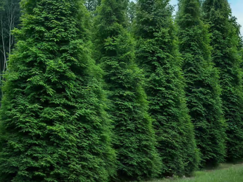 Green Giant Arborvitae