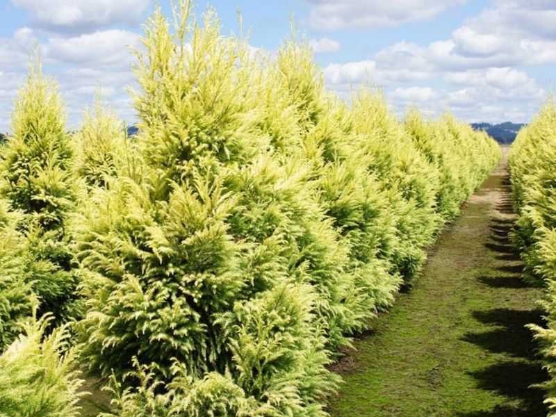Japanese Cedar