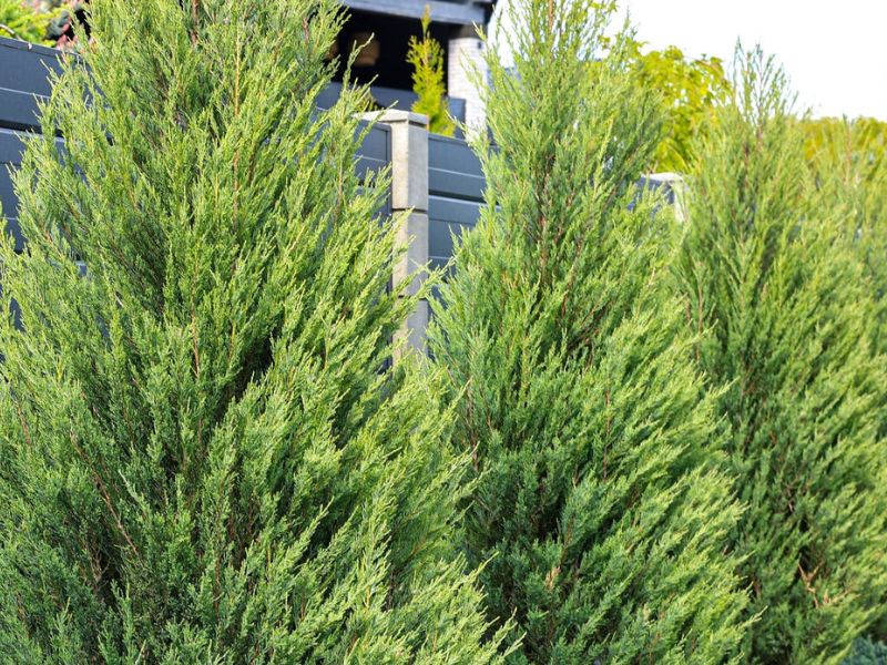 Leyland Cypress