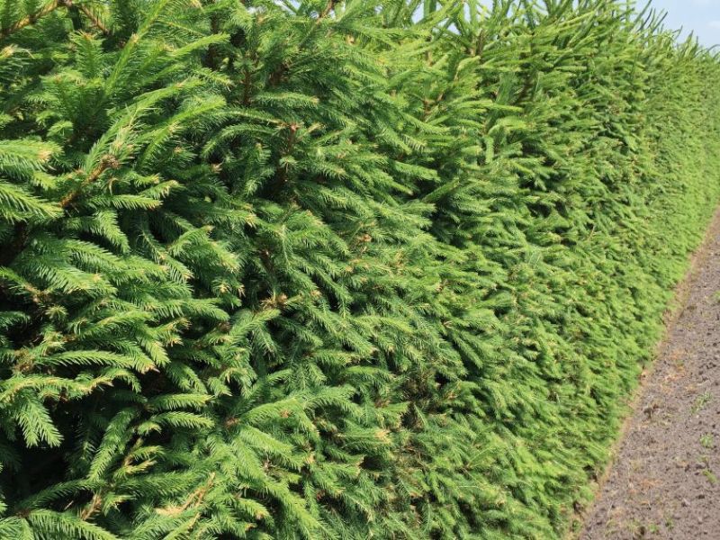 Norwegian Spruce