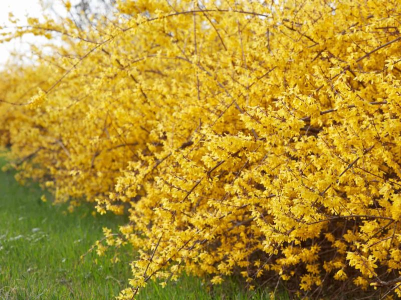 Witch Hazel