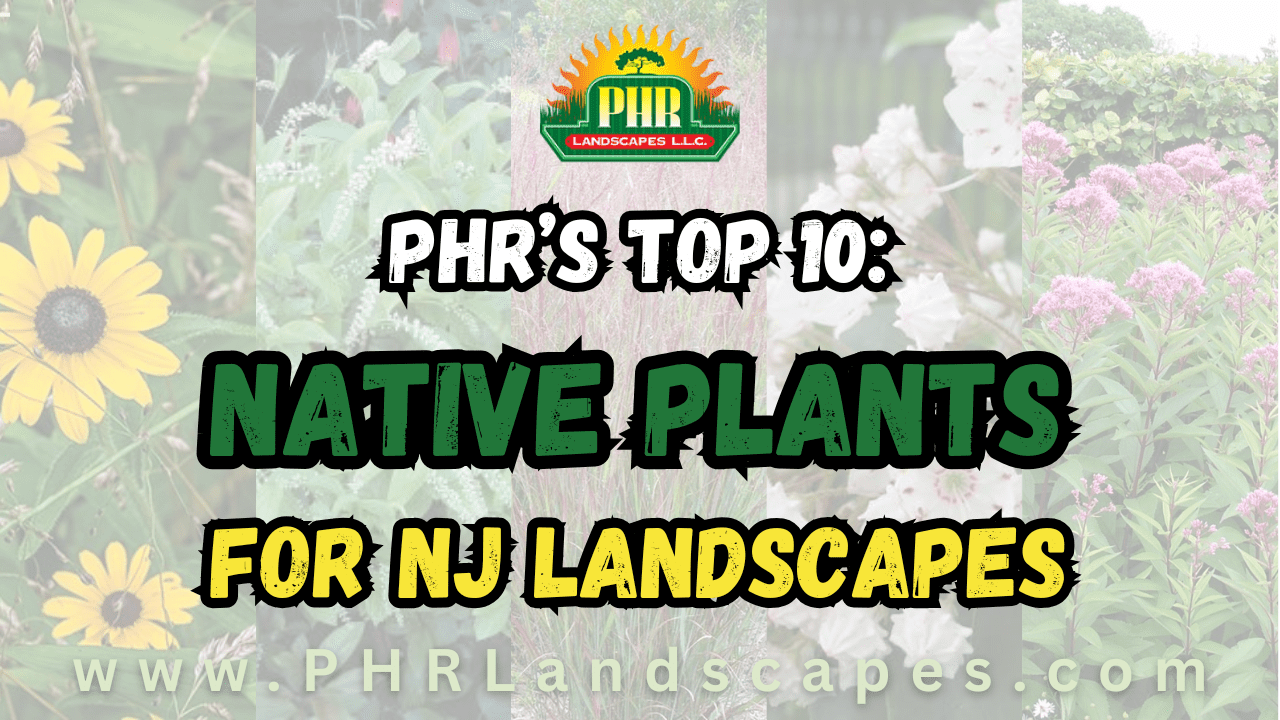 Best Native Plants for NJ