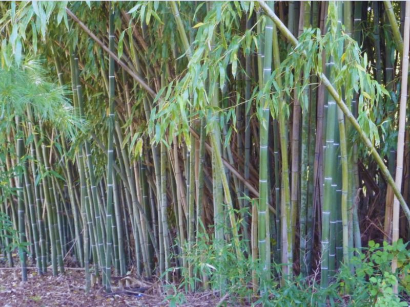 Bamboo