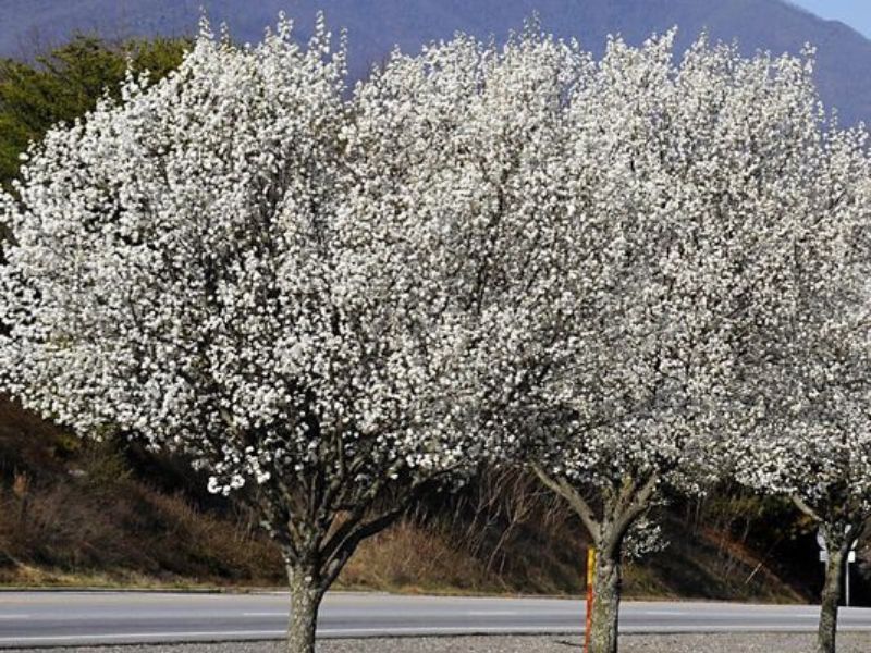 Bradford Pear