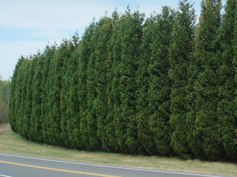 Leyland Cypress