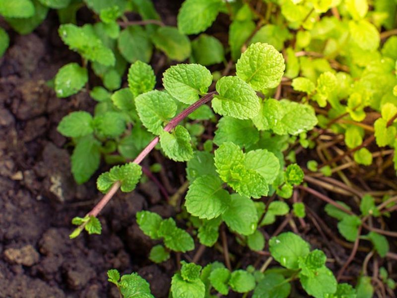Mint Planted in Soil