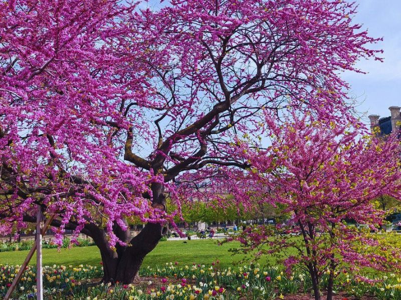 Eastern Redbud Tree