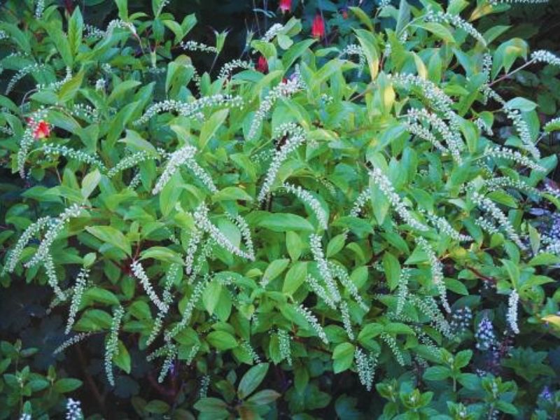 Virginia Sweetspire
