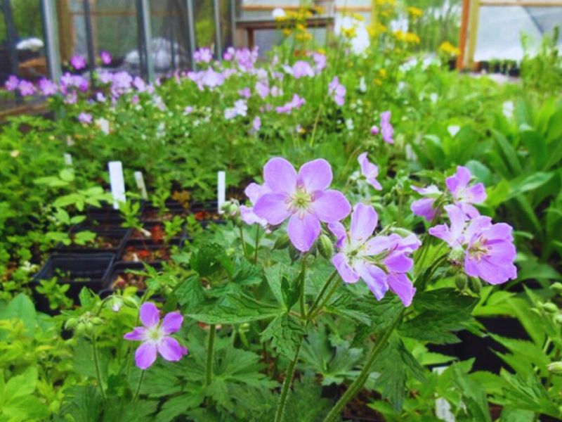 Wild Geranium