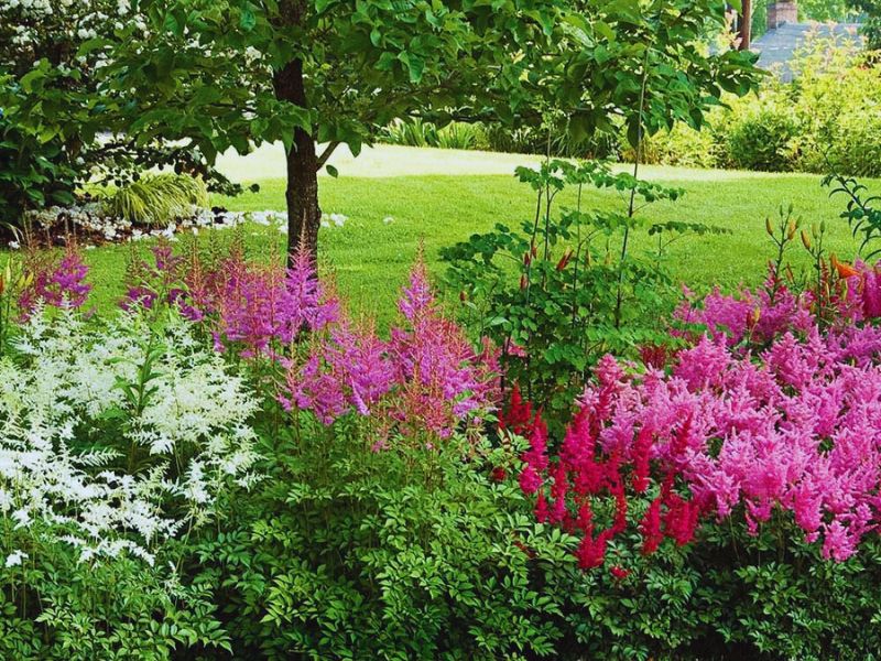 Feathery Astilbe