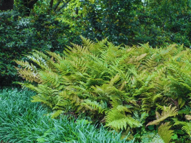 Ferns (Dryopteris)