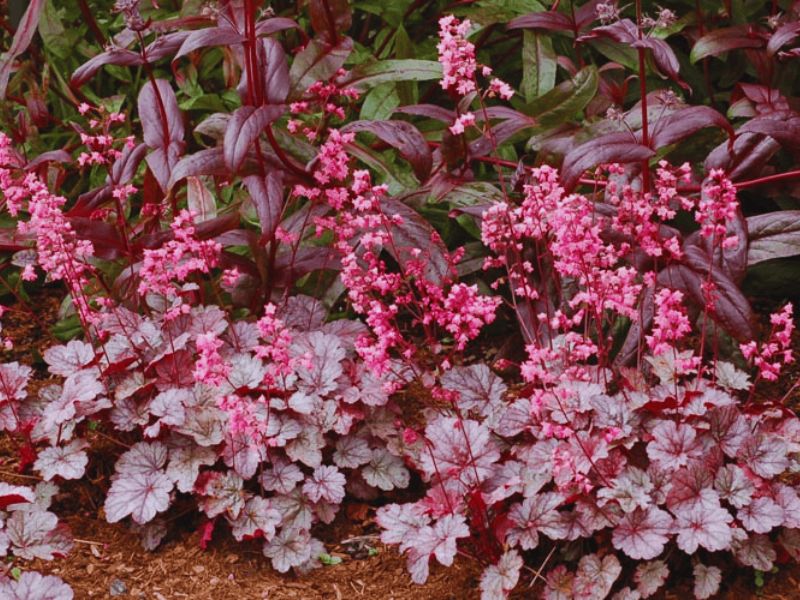 Heuchera Milan