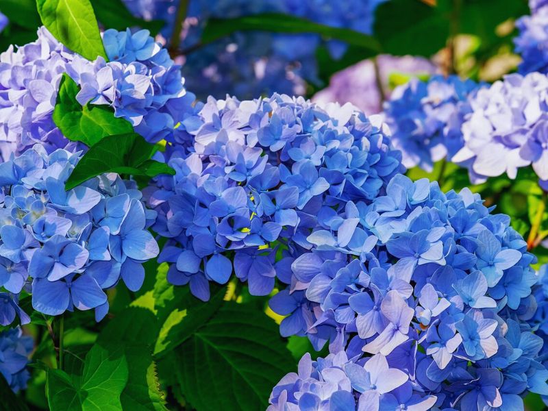 Hydrangea