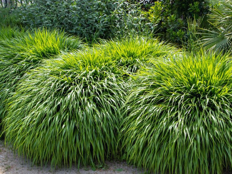 Japanese Forest Grass