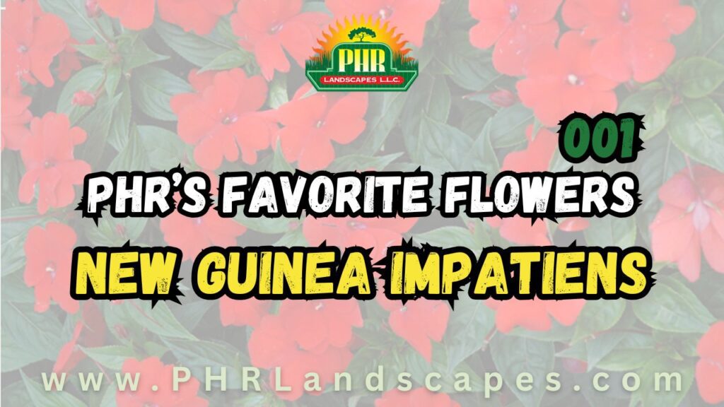 New Guinea Impatiens