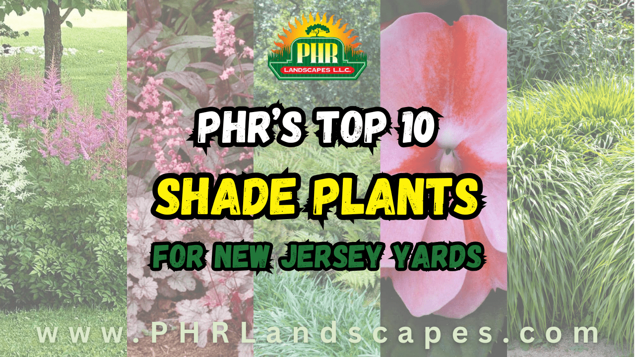 PHR's Top 10 Shade Plants for NJ