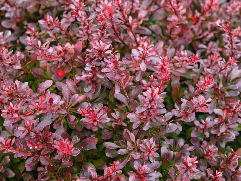 Barberry