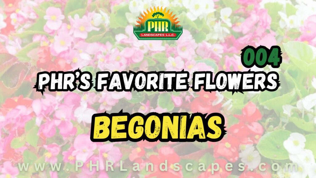 Begonias Blog Cover