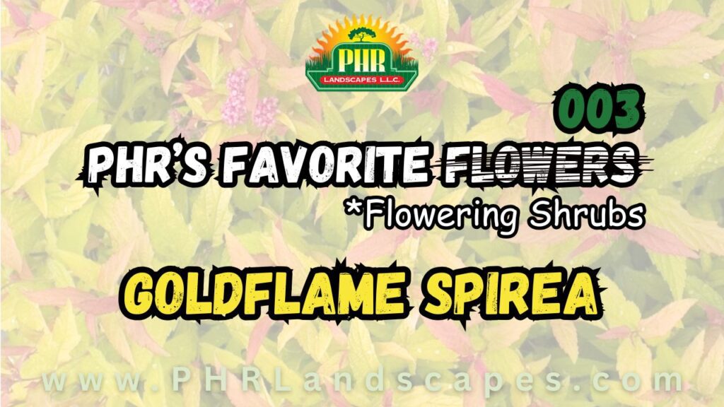Goldflame Spirea
