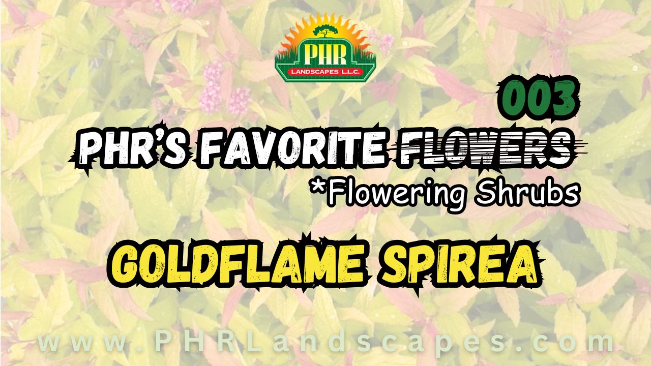Goldflame Spirea