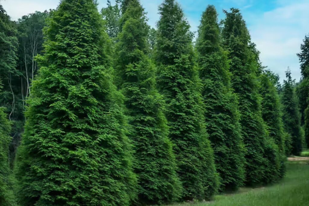 Green Giant Arborvitae