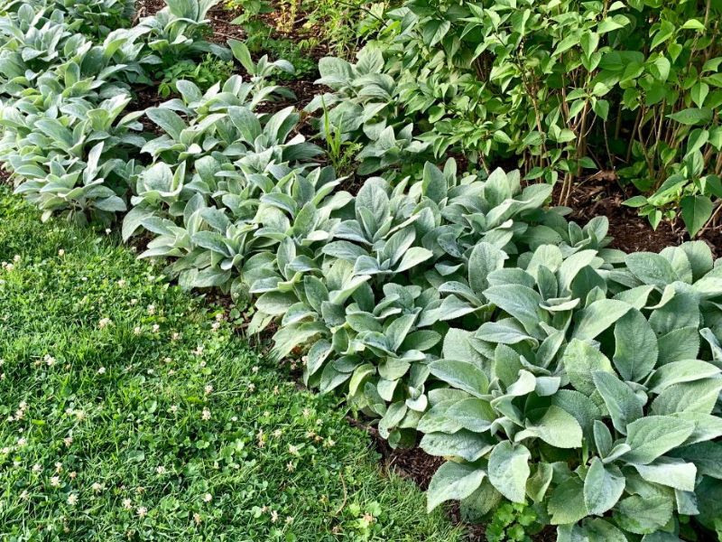 Lambs Ear