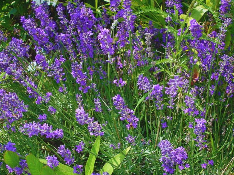 Lavender