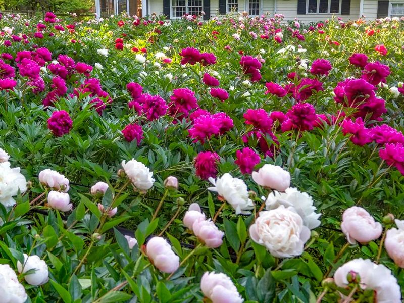 Peonies