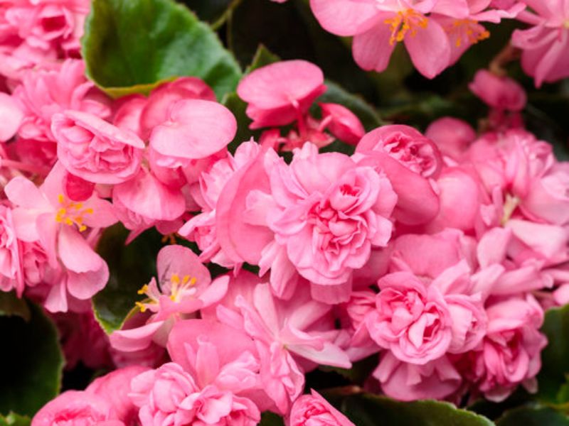 Pink Begonias