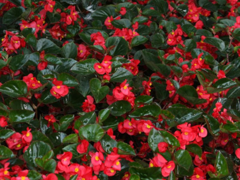 Red Begonias