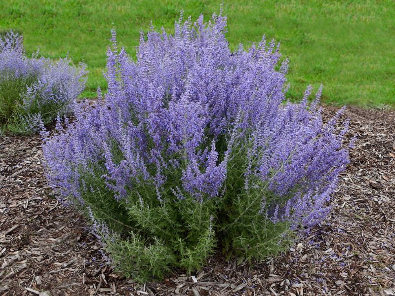 Russian Sage