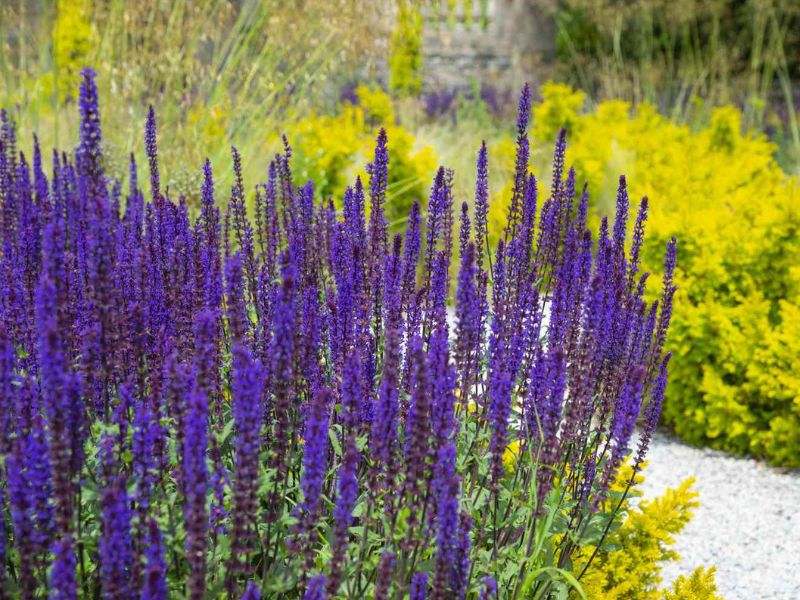 Salvia