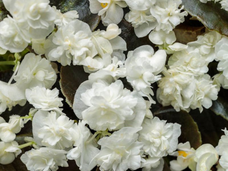 White Begonias