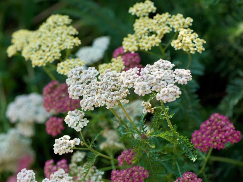 Yarrow