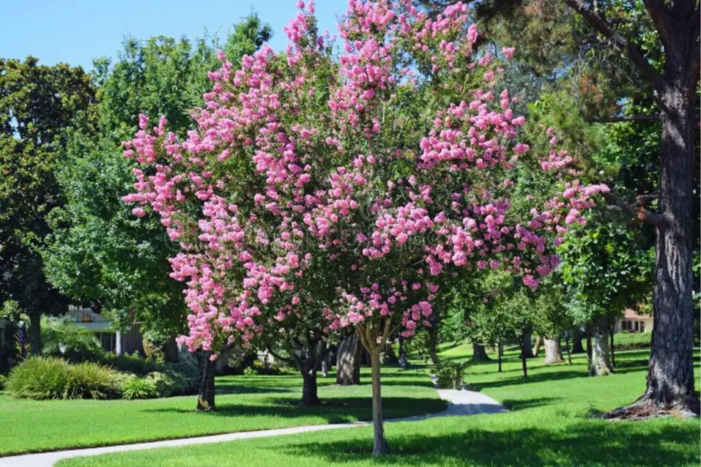 Crepe Myrtle