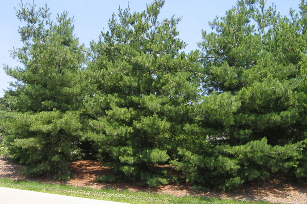 Eastern White Pine Tree