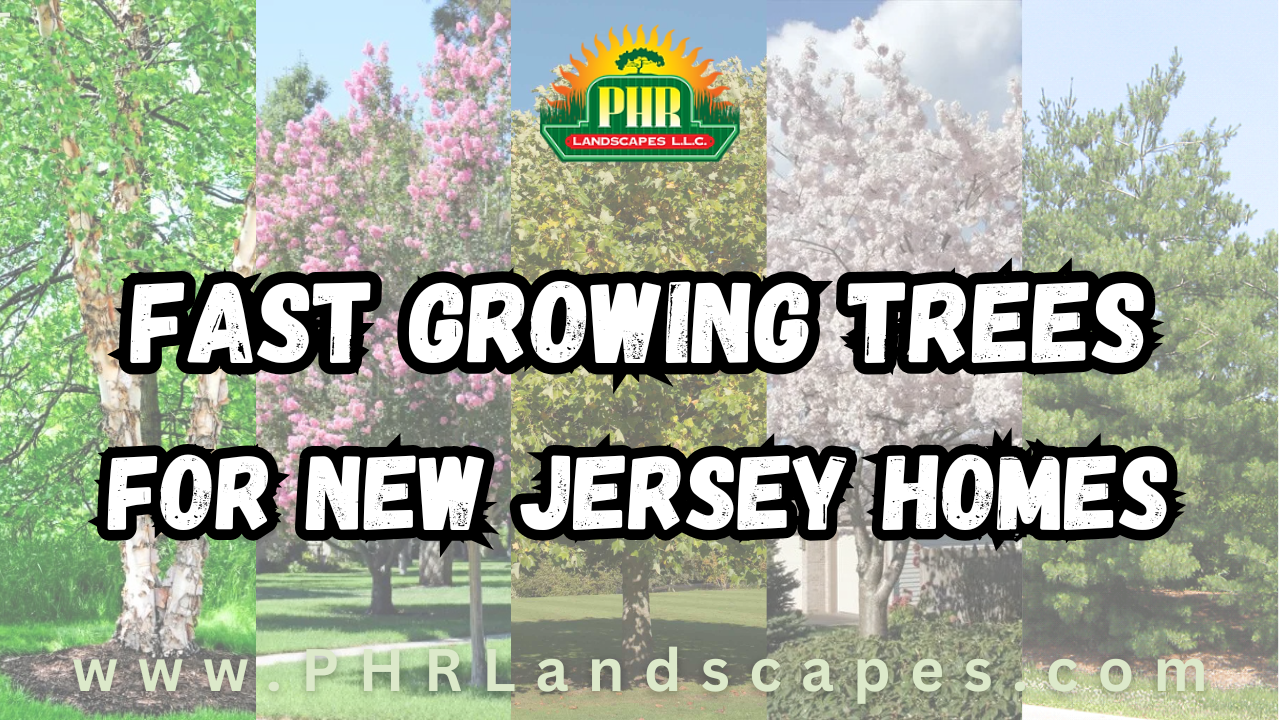 Fast Growing Trees for New Jersey Homes