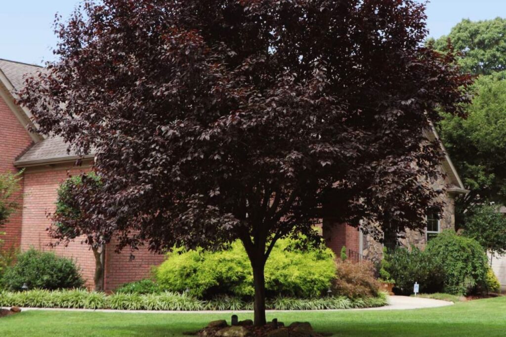 Purpleleaf Plum Tree