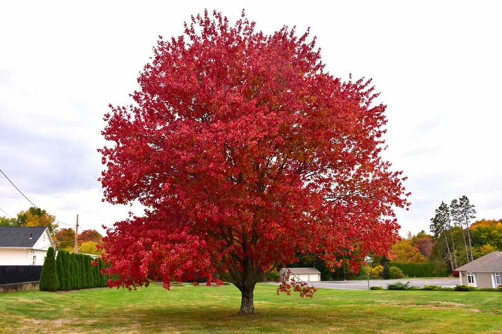 Red Maple Tree