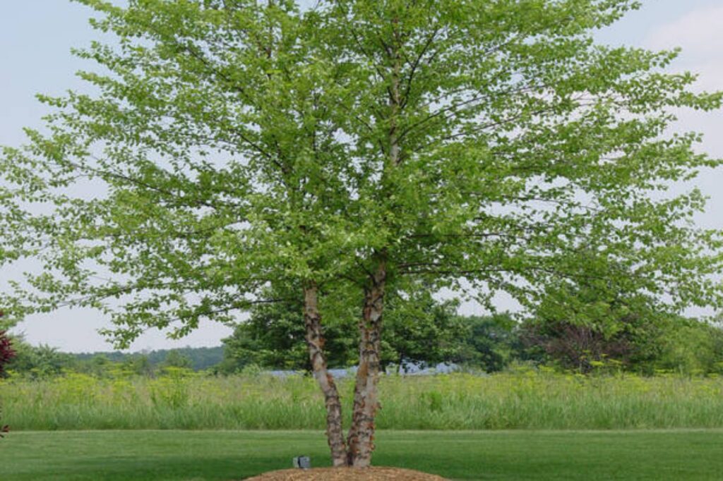 River Birch Tree