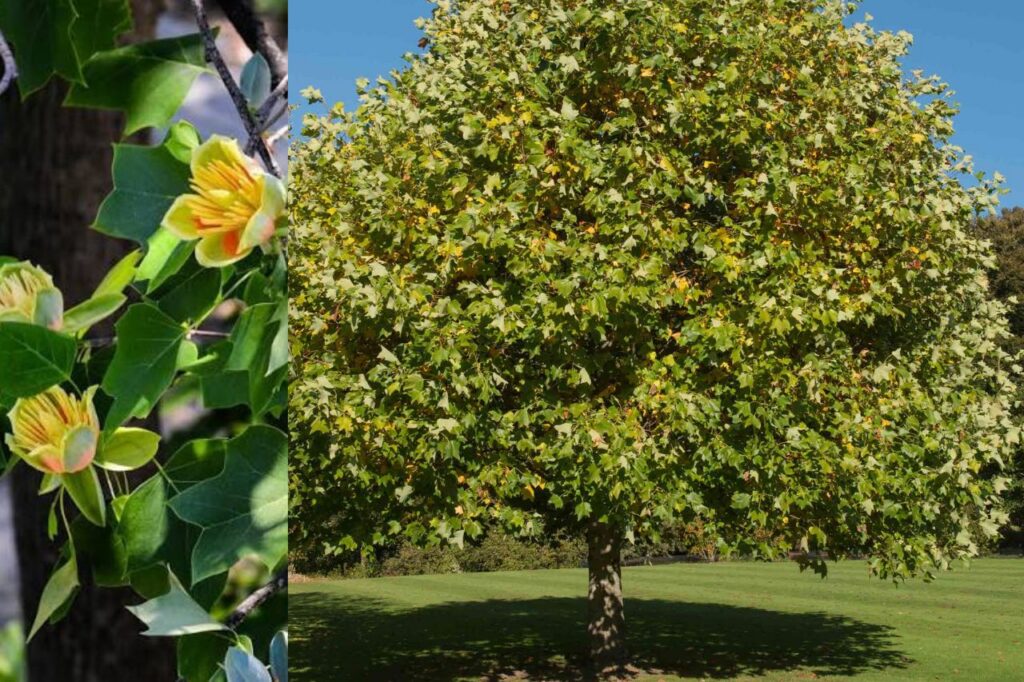 Tulip Poplar Tree