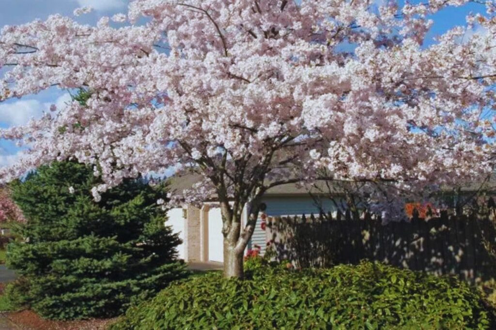 Yoshino Cherry Tree