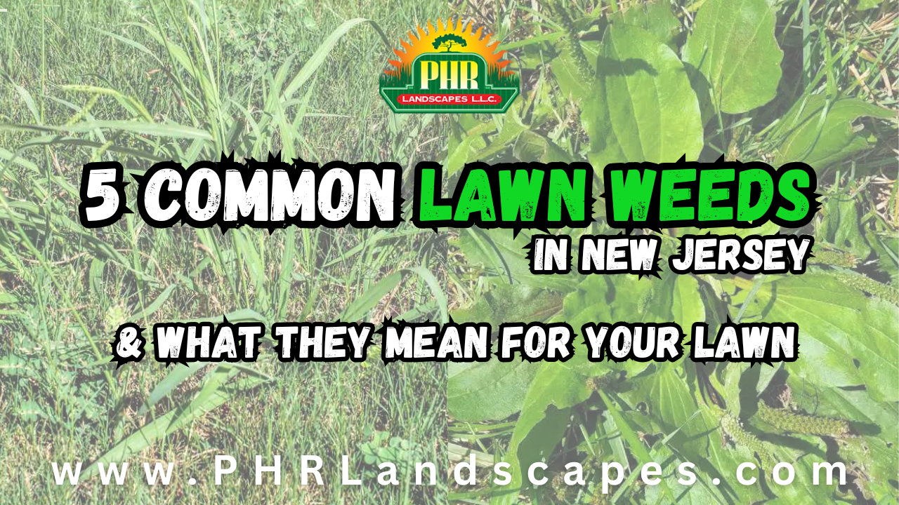 Common Lawn Weeds in NJ